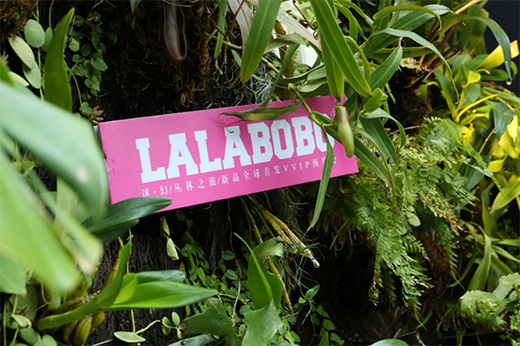 LALABOBO品牌全新升级 | 自主IP害羞熊引关注